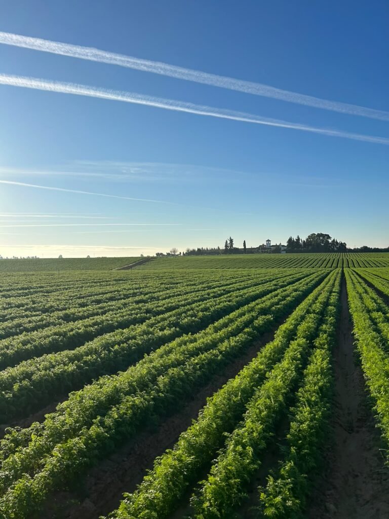 Campo de cultivo de hortalizas de Agralop Import Export SL en Los Palacios y Villafranca, Sevilla