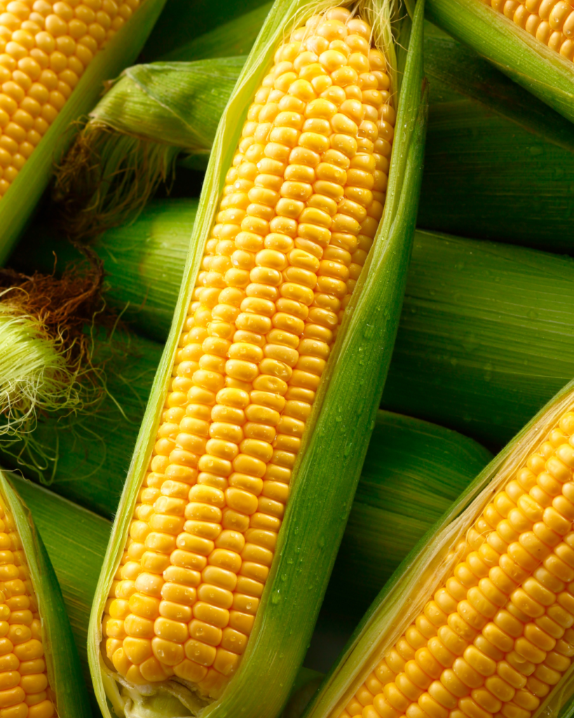 Maíz dulce de rotación de cultivo Agralop