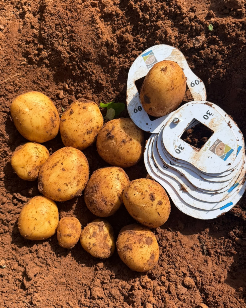 Patata cultivada en Los Palacios y Villafranca
