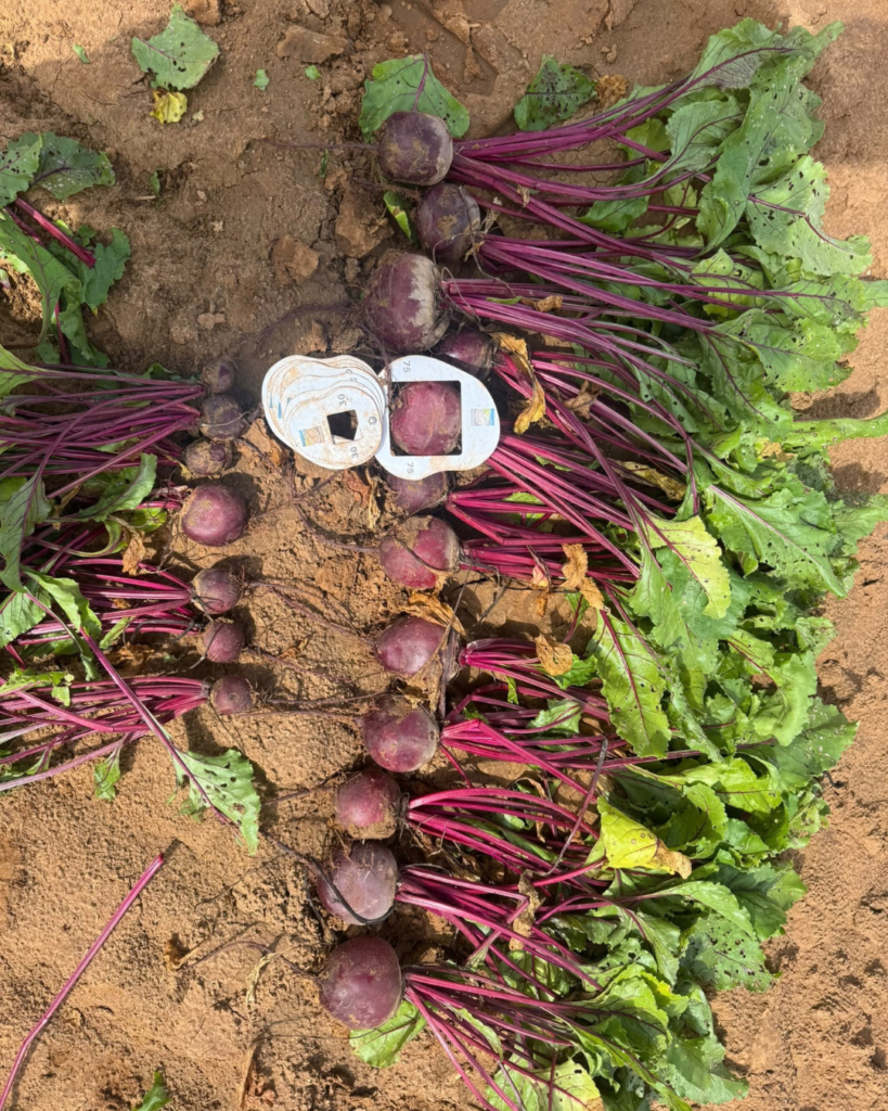 Remolacha convencional y ecológica Agralop