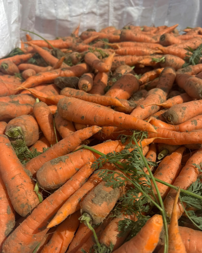 Zanahoria de cultivo ecológico Agralop